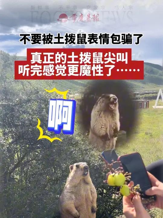不要被表情包骗了 真正的土拨鼠尖叫 听完感觉更魔性了……
