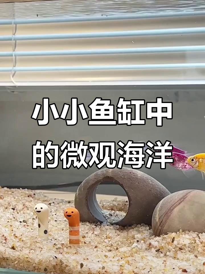 鱼缸里的海底世界,五彩鱼儿与水晶沙的完美搭配
