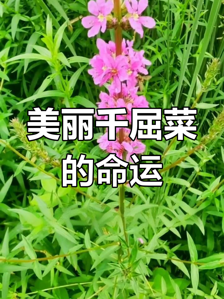 千屈菜:从入侵植物到宝贵资源的转变
