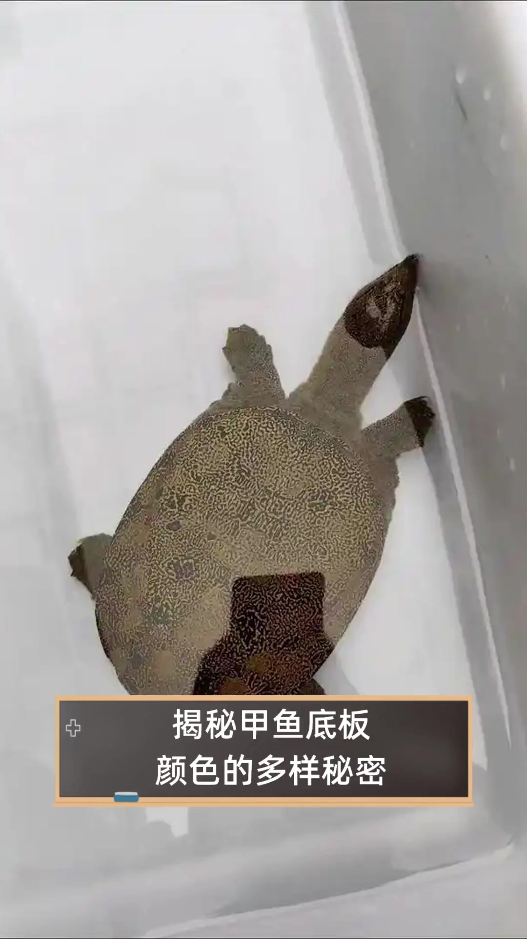 揭秘甲鱼底板颜色的多样秘密