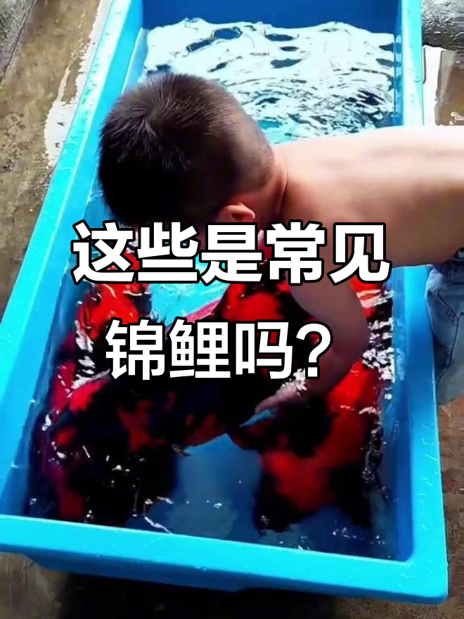 锦鲤品种大揭秘，看看这些你最喜欢！