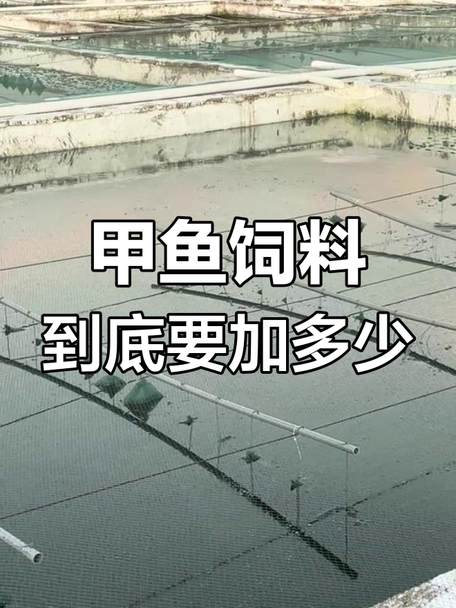 甲鱼吃不停,饲料加多少才够?评论区答案揭晓