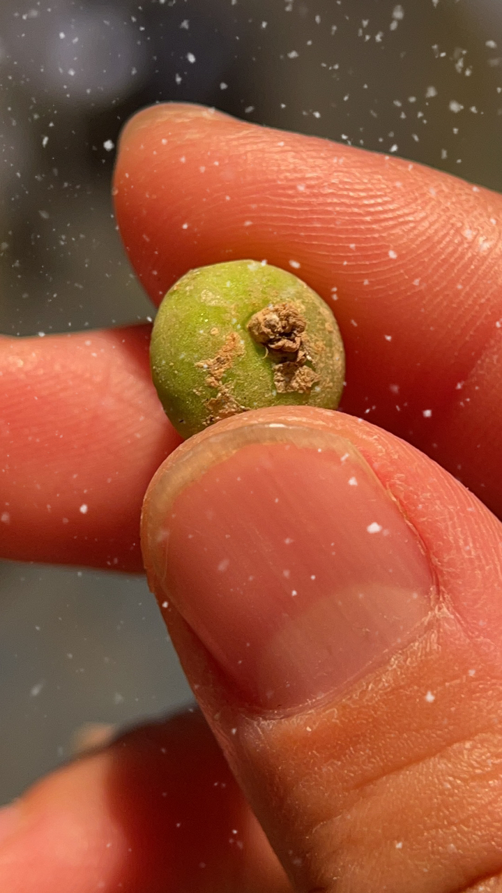 奶圆肉锥养护贴2,关于僵苗肉锥的如何发根