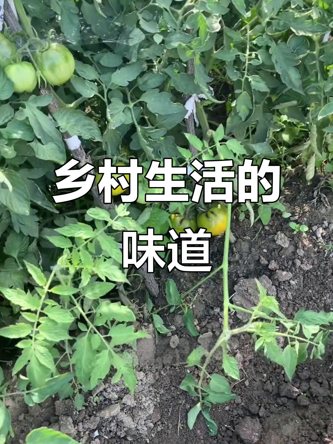农家小院里的土房子与丰盈菜园,生活如此真实