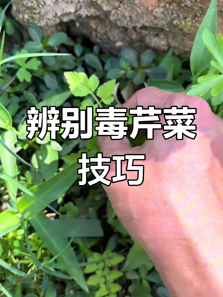 如何区分毒芹菜与野芹菜的正确识别方法