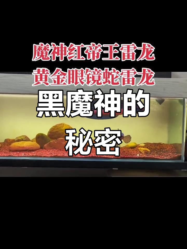 黑魔神雷龙,独特梅花斑纹,珍贵而神秘