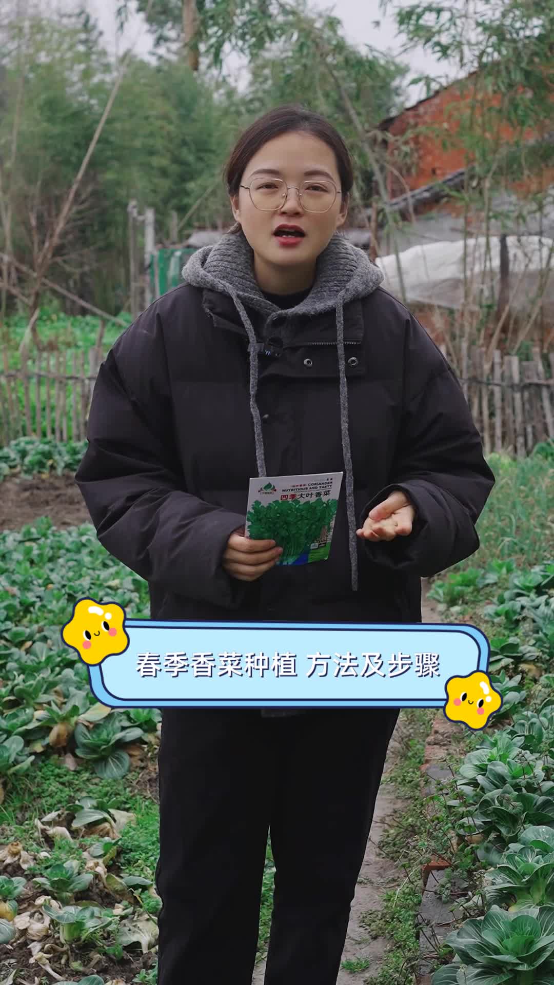 春季香菜种植,方法及步骤