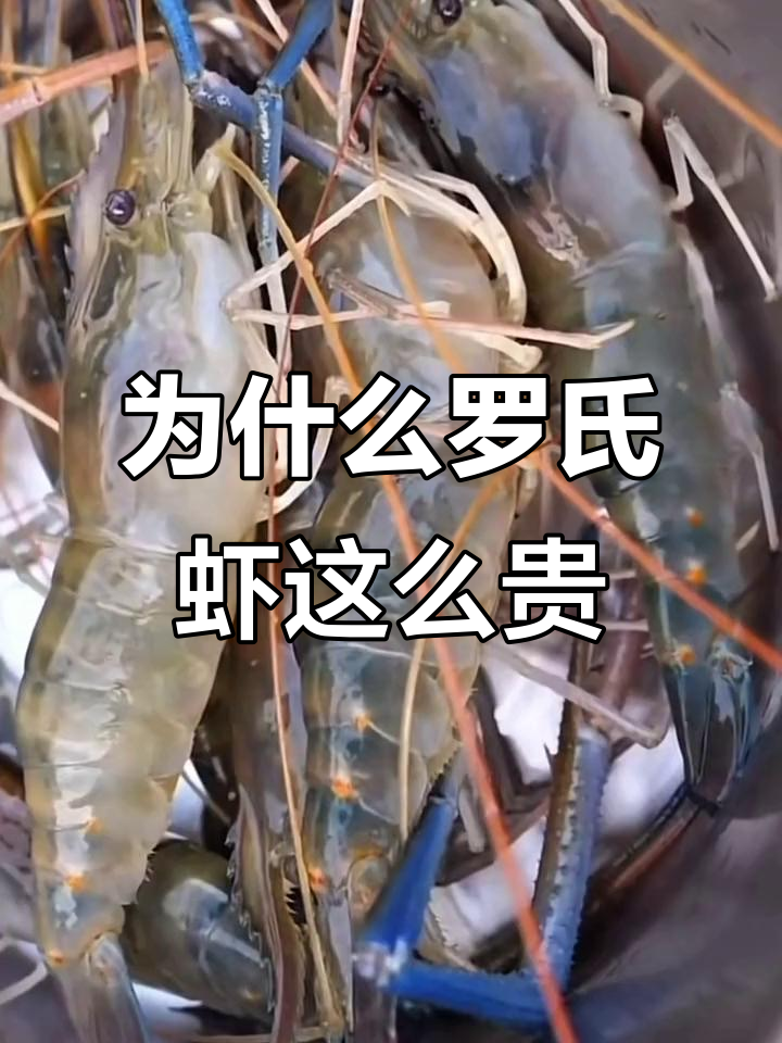 罗氏虾为何比南美白对虾更贵?揭秘其独特美味与养殖难度