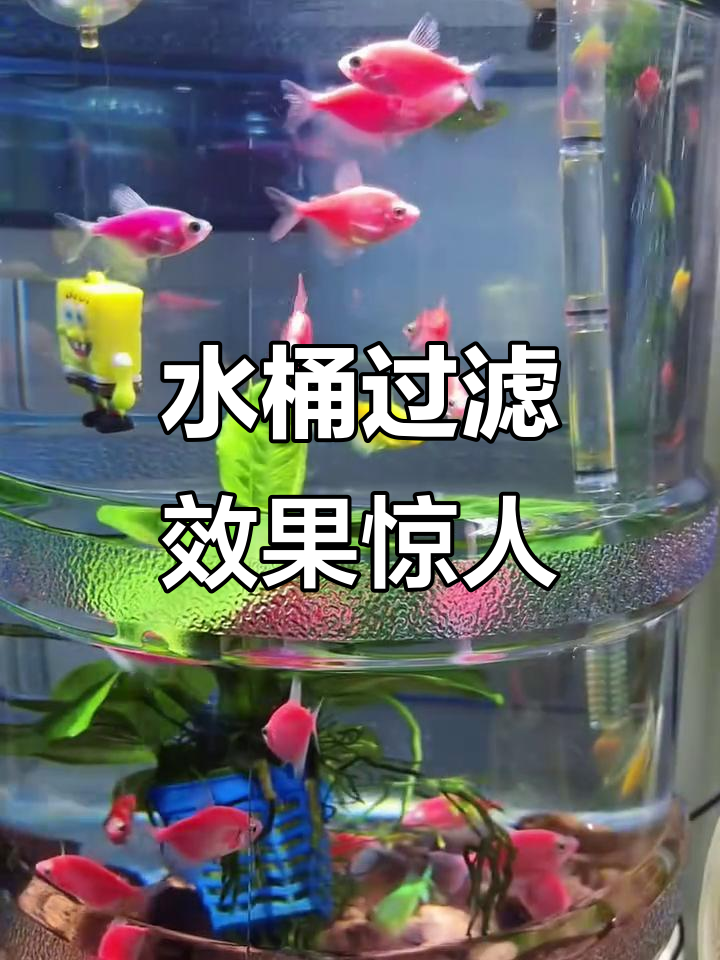 矿泉水桶变鱼缸,圆缸过滤器让水质更清澈