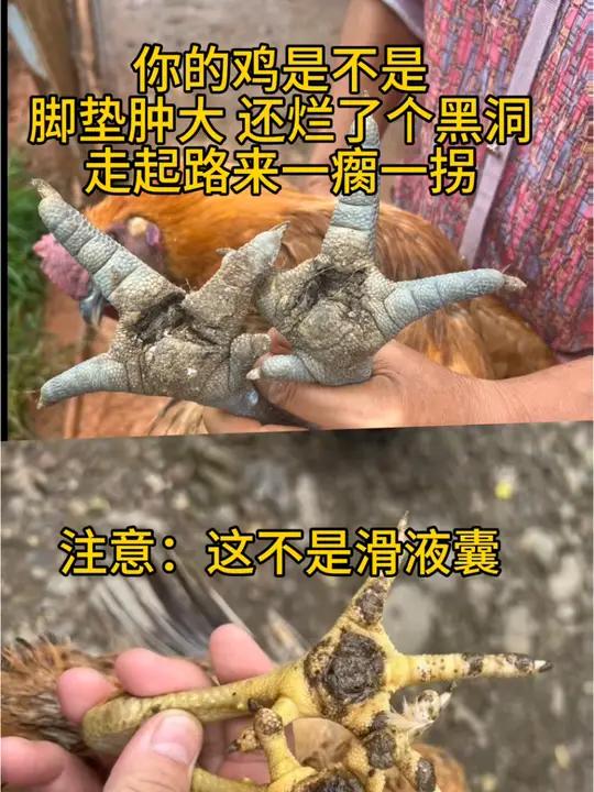 鸡脚垫肿大糜烂溃疡这不是滑液囊支原体,这是葡萄球菌