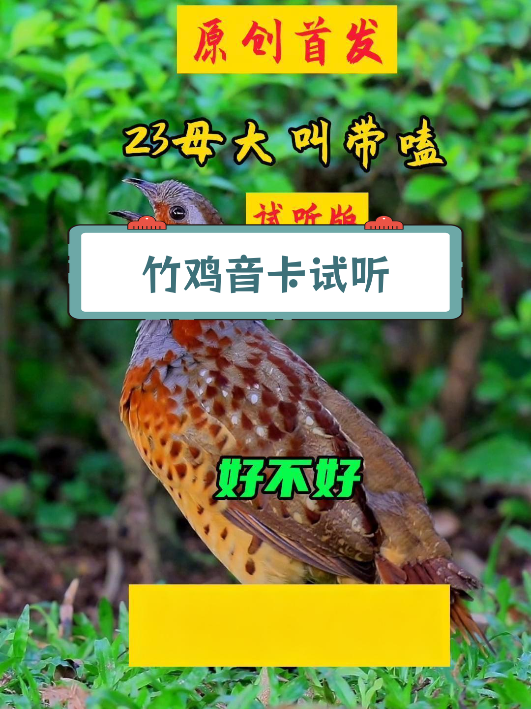 竹鸡母嗑音质试听,自然细腻