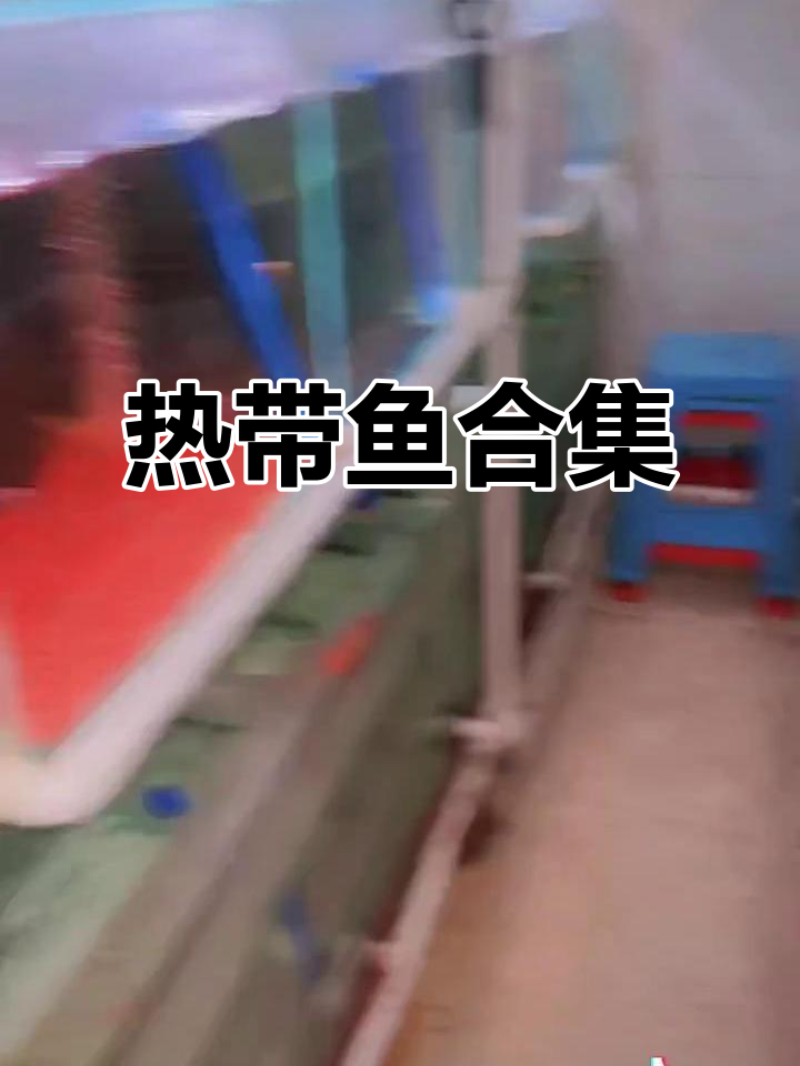 热带鱼大集合：各种美丽灯鱼的介绍