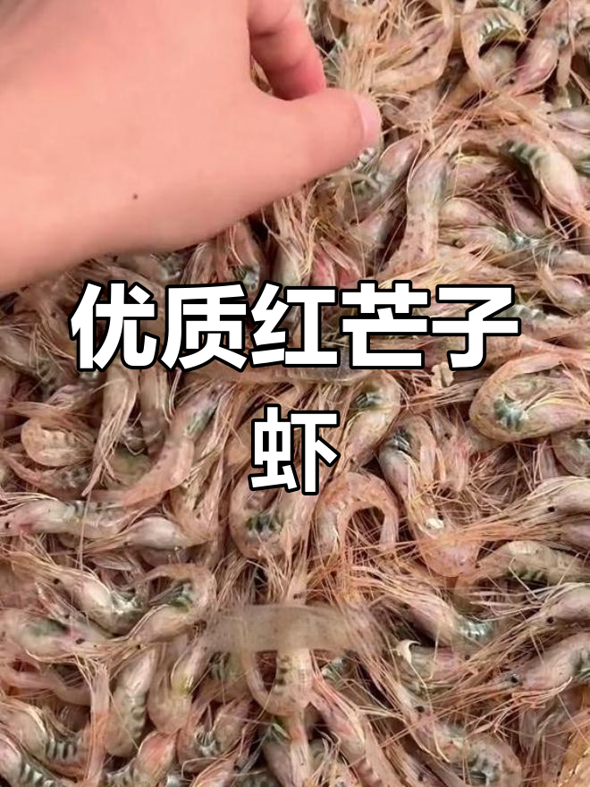 红芒子虾新鲜到货,品质超乎想象!
