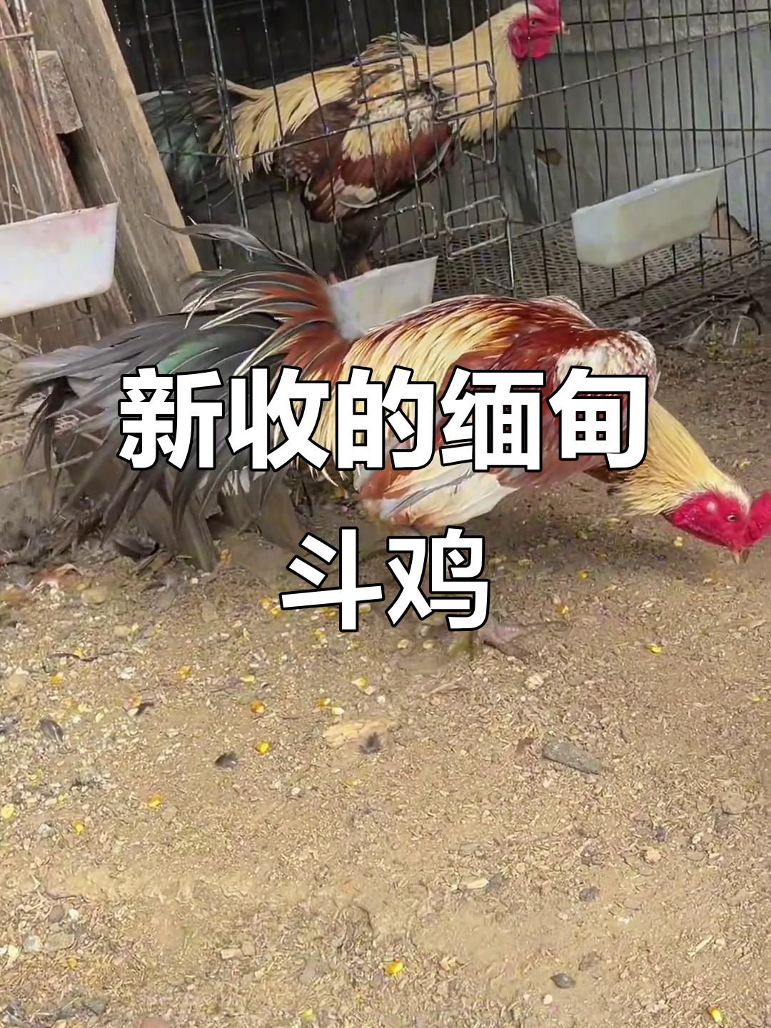刚收编的缅甸斗鸡，毛色亮丽，尾巴正在长