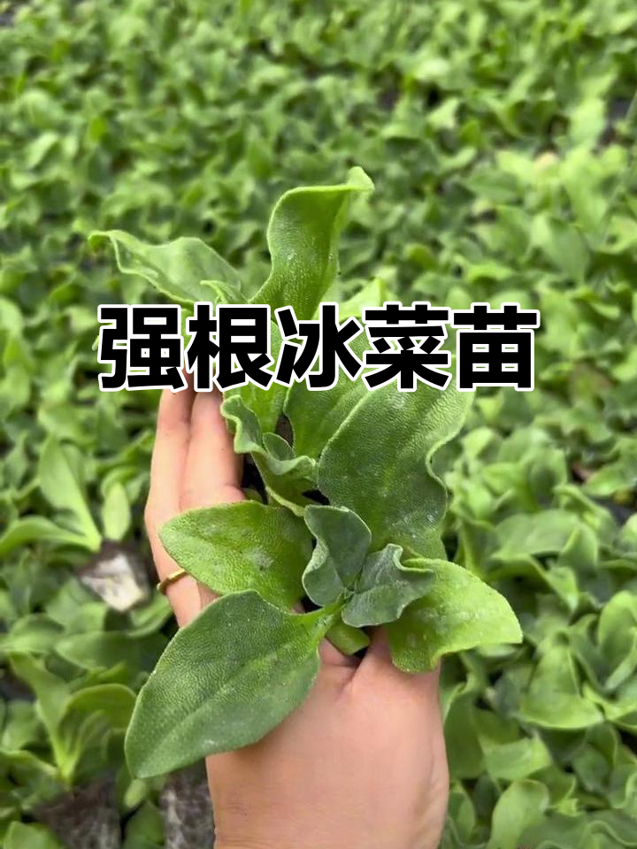 冰菜苗耐寒易种,根系强健,种植无忧!