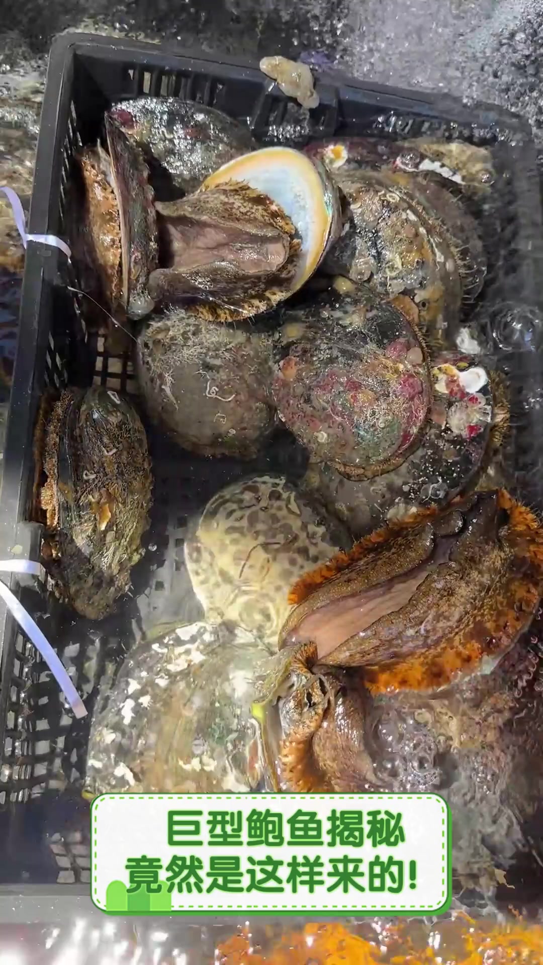 巨型鲍鱼揭秘,竟然是这样来的!