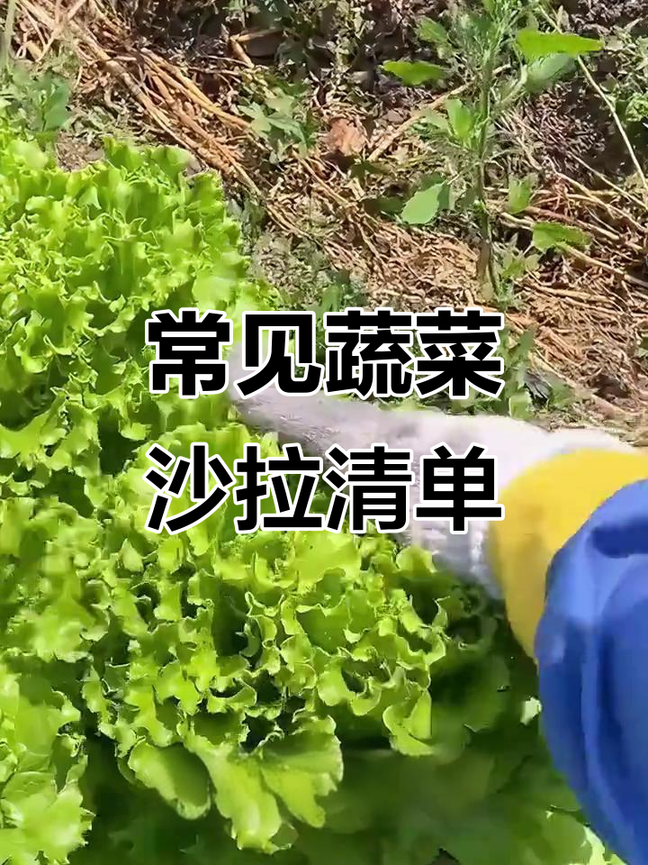16种蔬菜沙拉必备食材,看看你吃过几种?