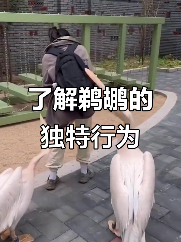 鹈鹕:捕鱼高手,却总被嫌弃的“傻鸟”