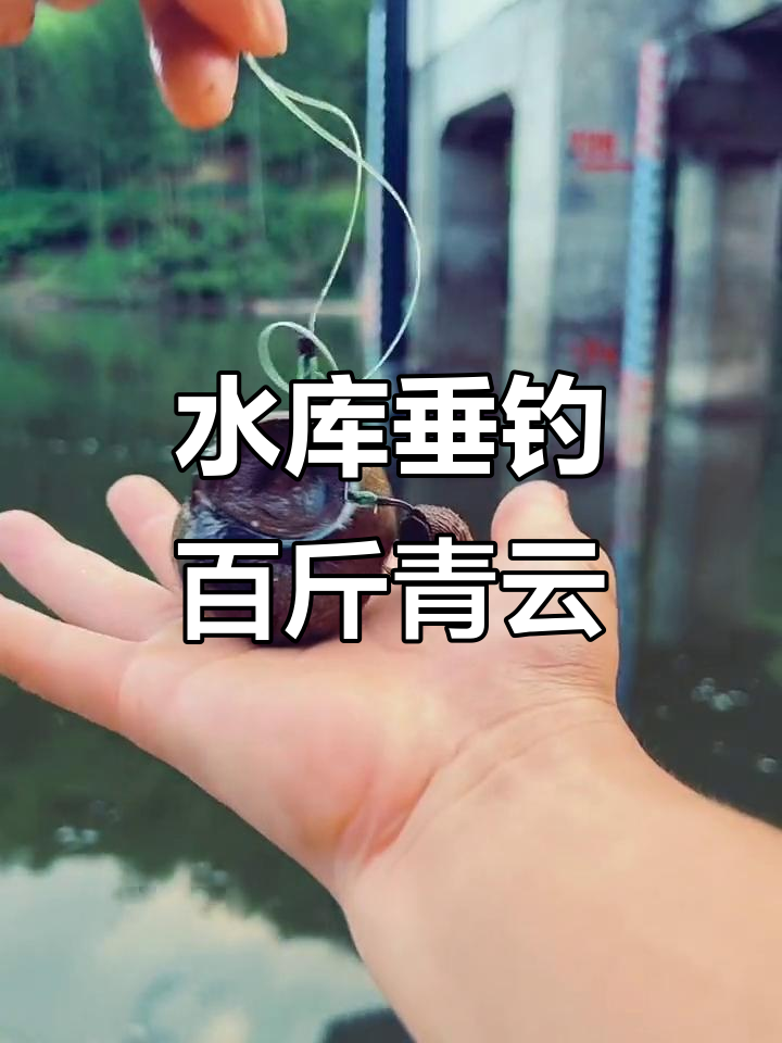 挑战百斤巨青，135米深水库田螺钓法大揭秘