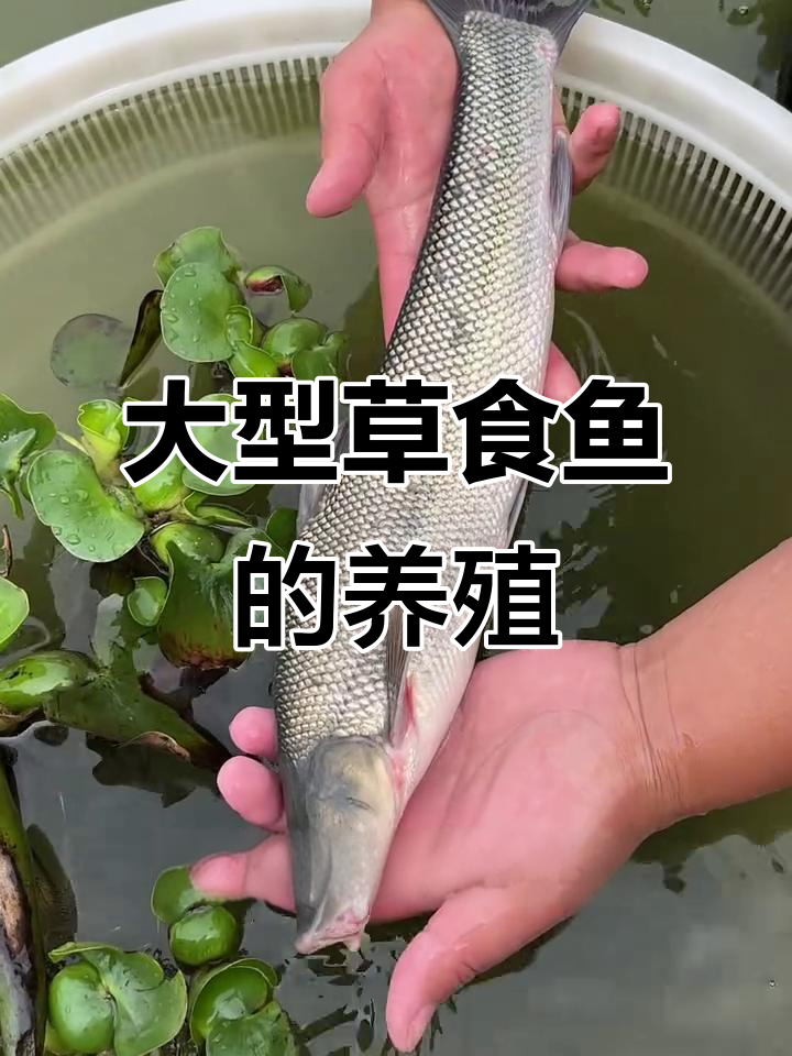 大型草食鱼,淡水银鳕鱼养殖技巧与前景分析