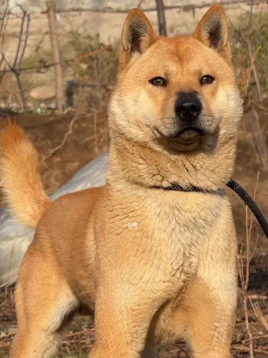 都问为什么叫它狼版田园犬,因为它是灰狼驯化而来的,名正言顺#中国本土犬种 #家有中华田园犬