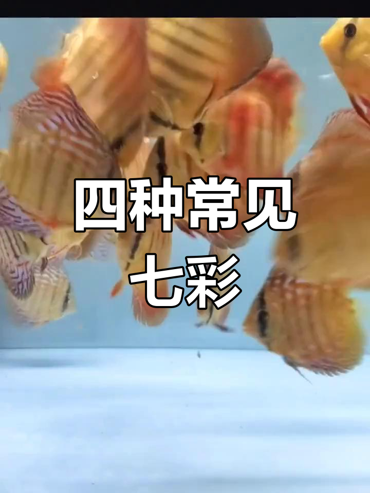 七彩神仙鱼四大金刚解析