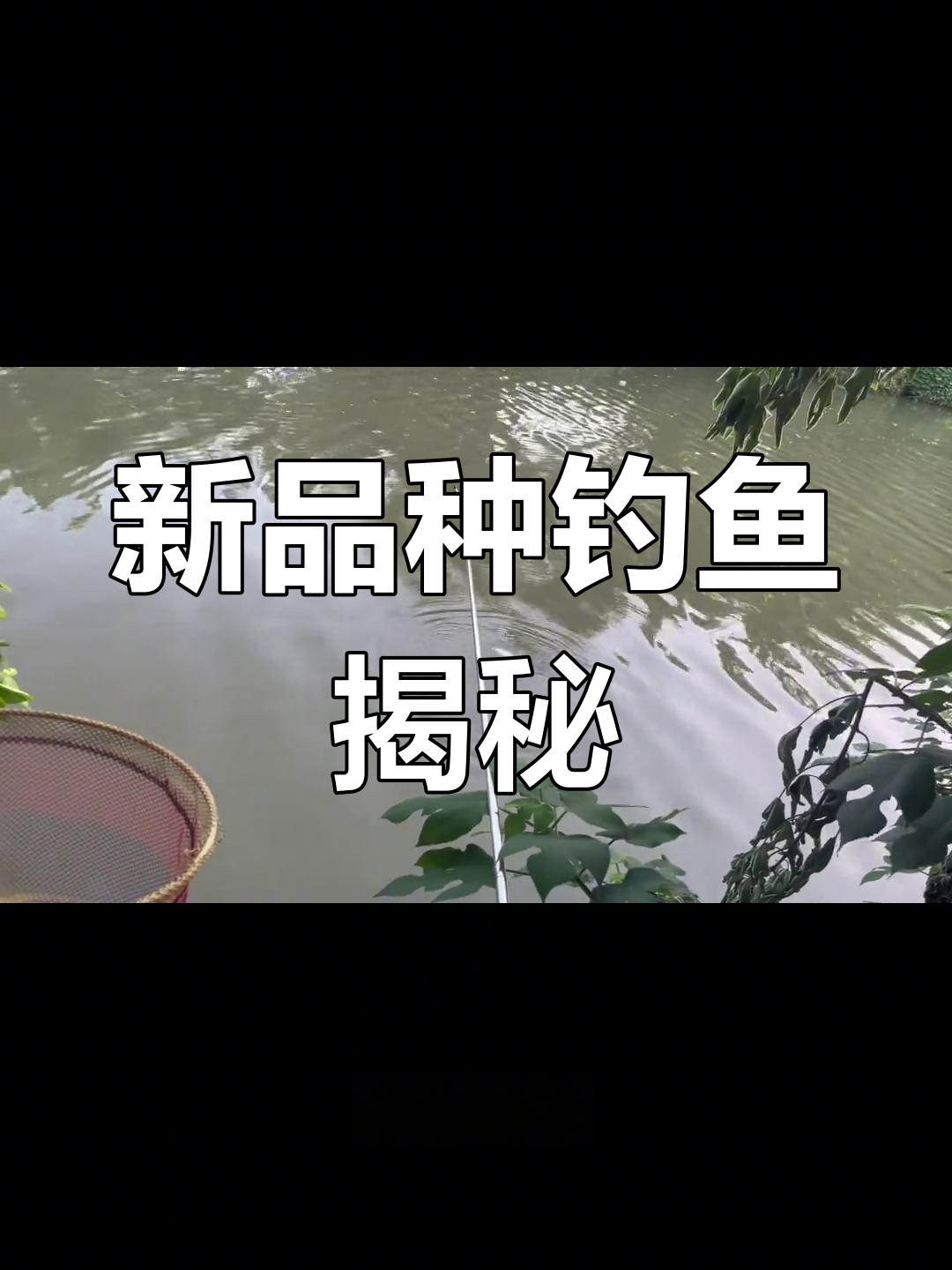 长江支流钓到新鱼种,求鉴定!