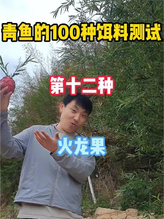 南方水果,火龙果,用它来钓青鱼会有怎么样的效果?这次我们选了红心火龙果,还是水下测试3小时