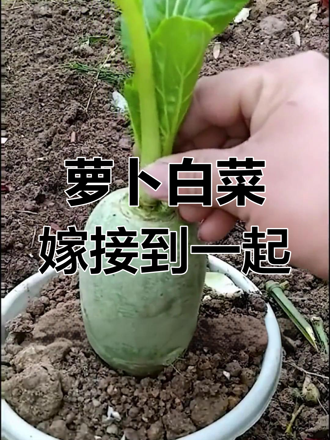 萝卜白菜嫁接,一招搞定两种蔬菜!