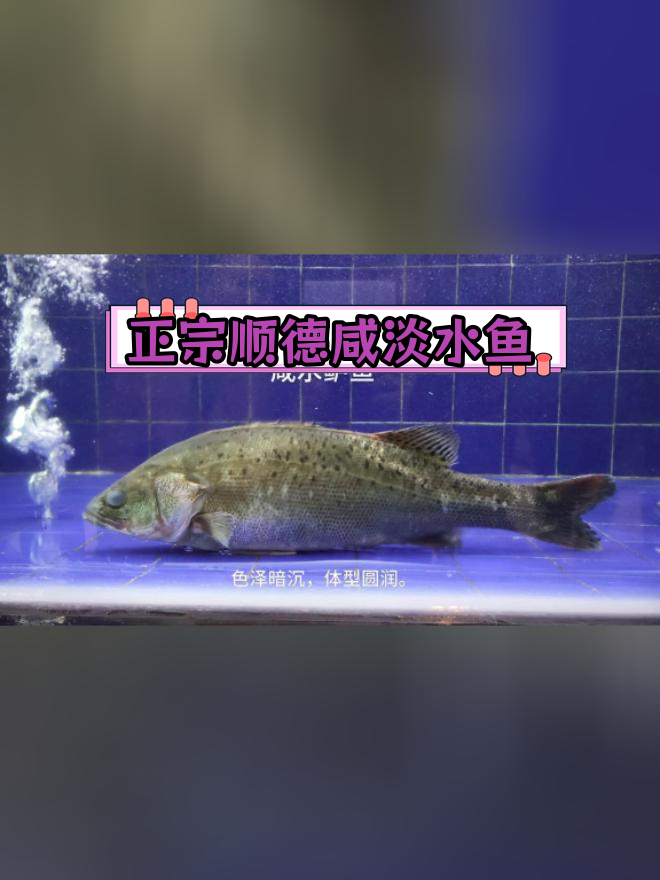 韶关近水楼台,尝鲜咸淡水鲈鱼