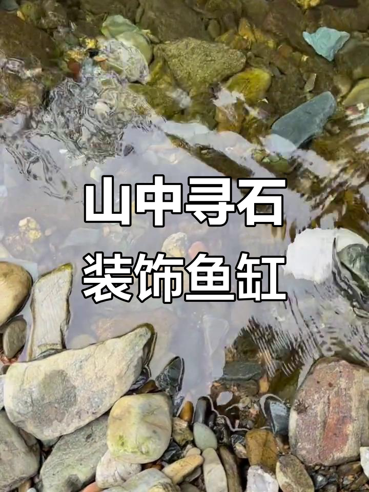 进山捡石头,打造原生鱼缸景观