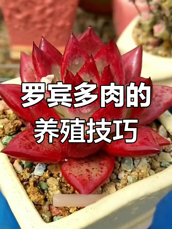 罗宾多肉养护全攻略:如何避免烂根、晒伤和生长不良
