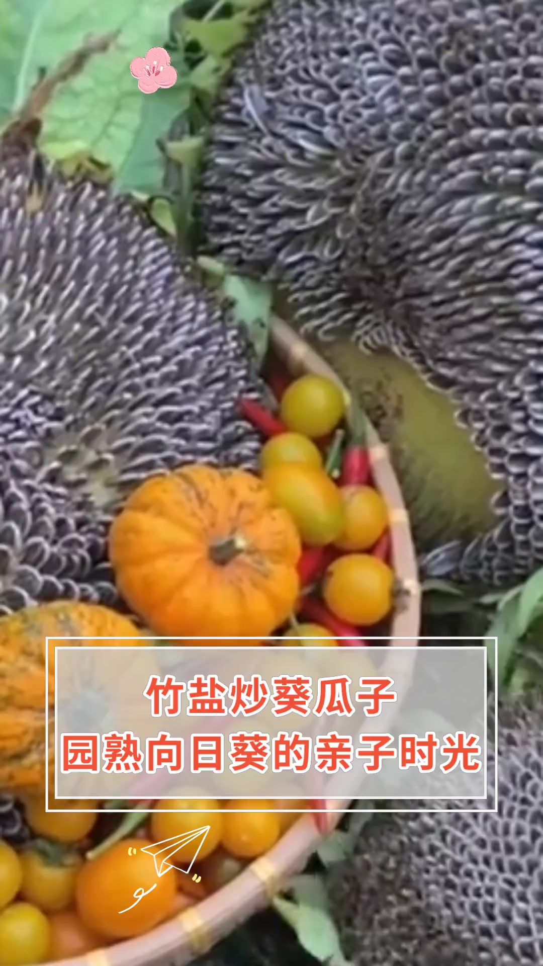 竹盐炒葵瓜子 园熟向日葵的亲子时光