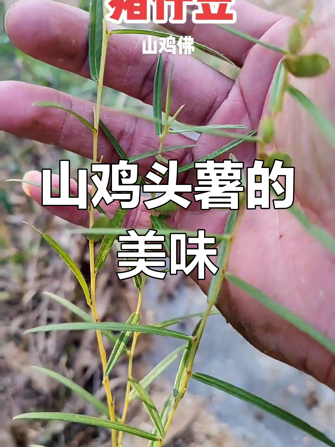 潮汕山鸡头薯与猪仔笠的独特美味,你尝过吗?