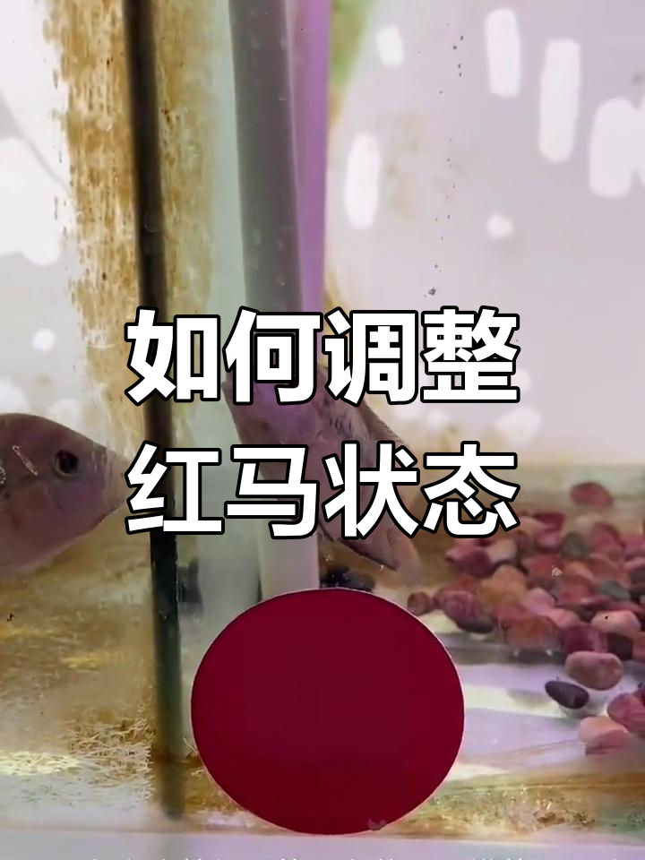 红马罗汉鱼饲养技巧大揭秘