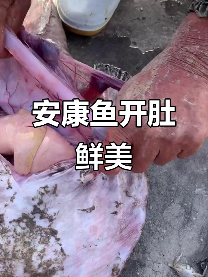 海航捞上来的新鲜安康鱼,开肚吃最过瘾!
