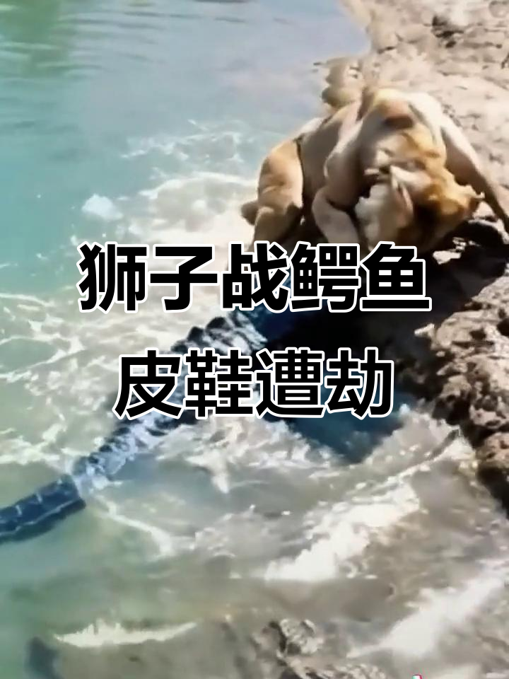 狮子与鳄鱼的生死时速：皮鞋被咬成惨状