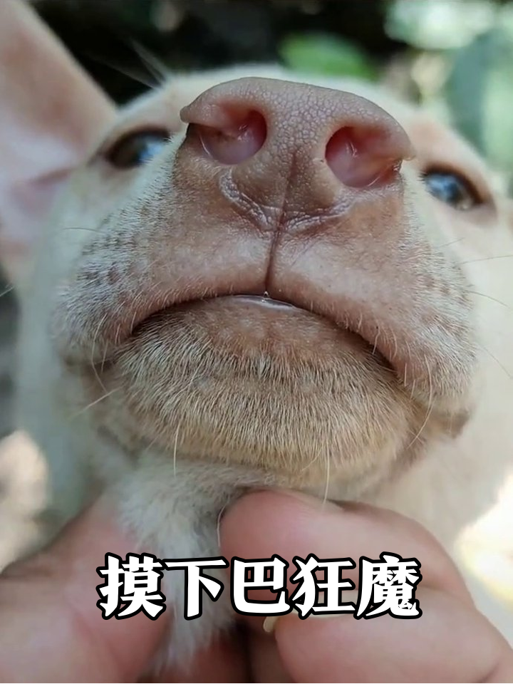 小狗被摸下巴秒变表情包,刨石头找吃的结果翻车