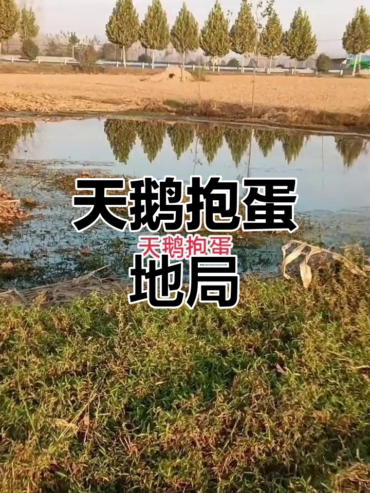 穴星如天鹅抱蛋,水聚气旺,富贵文昌显赫