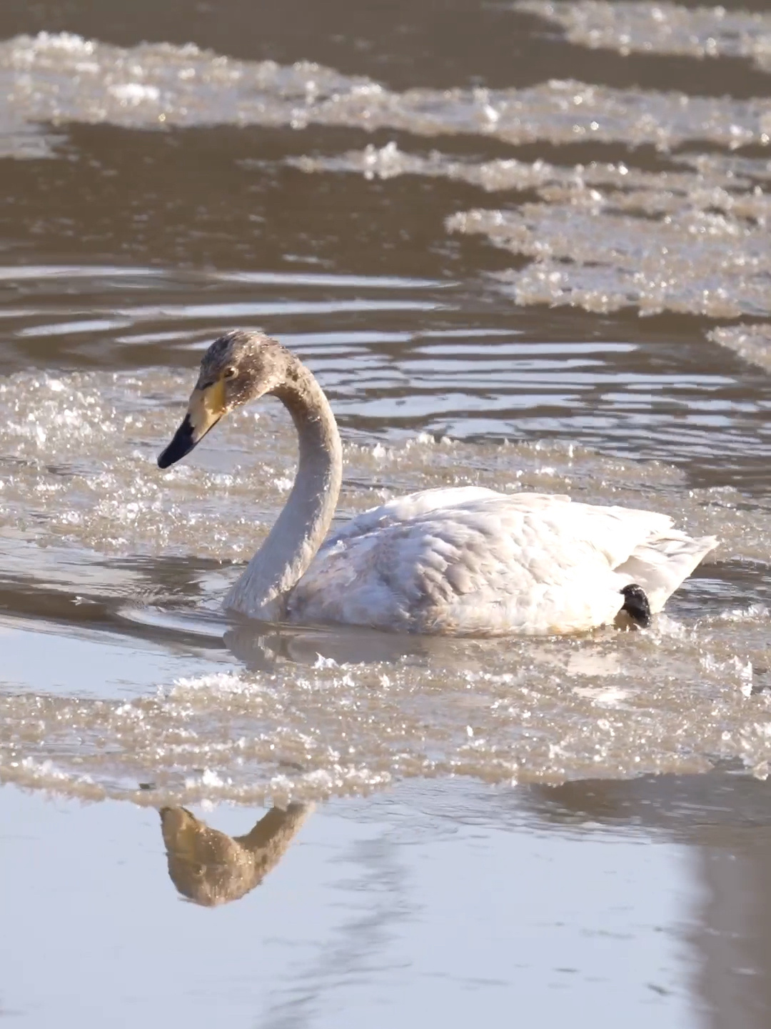 天鹅与大鹅的区别