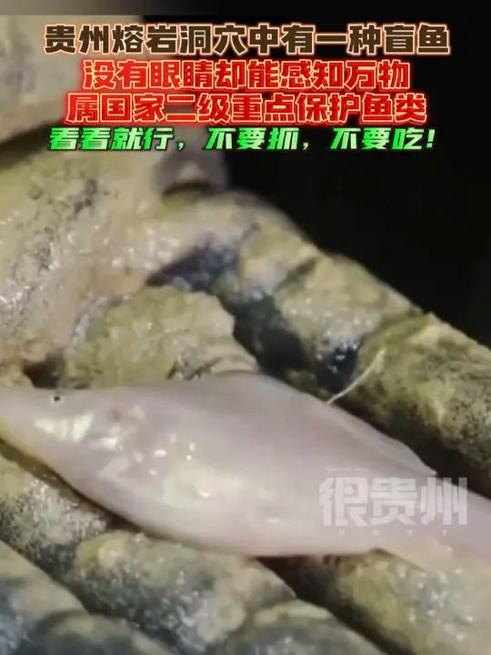 贵州熔岩洞穴中有一种盲鱼,没有眼睛却能感知万物,属国家二级重点保护鱼类,看看就行,不要抓,