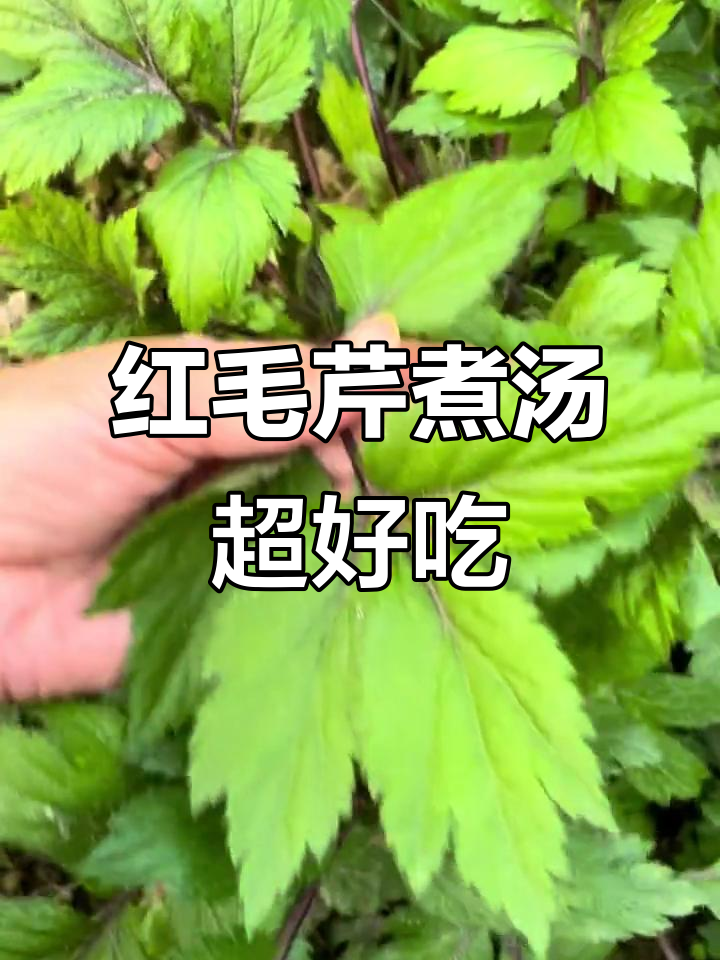广东人爱喝的鸭脚艾汤,甜润清香,煮猪血汤更美味