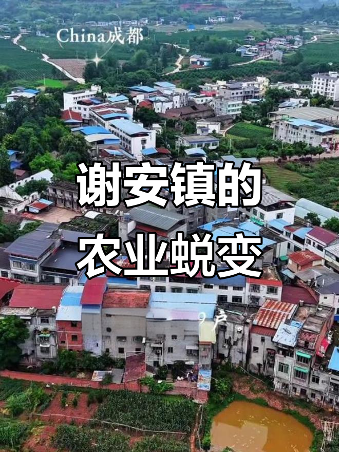 谢安镇:从农业腹地到生态转型,打造特色水果与无公害蔬菜基地