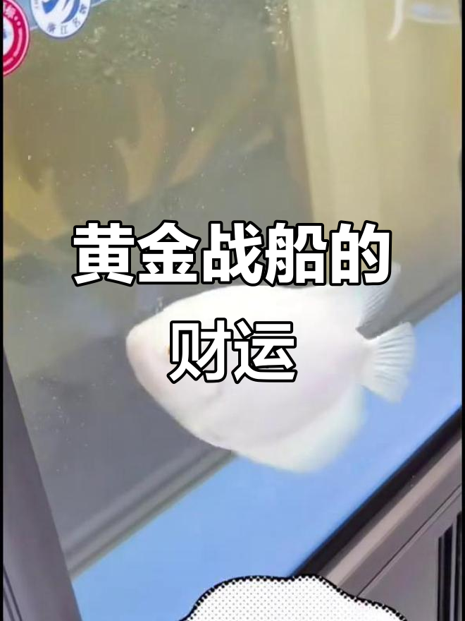 黄金战船:招财进宝,干饭超猛