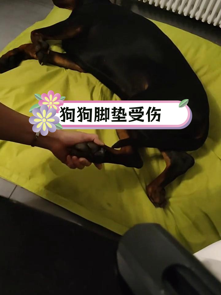 杜宾犬脚底肉垫裂开,走路瘸腿