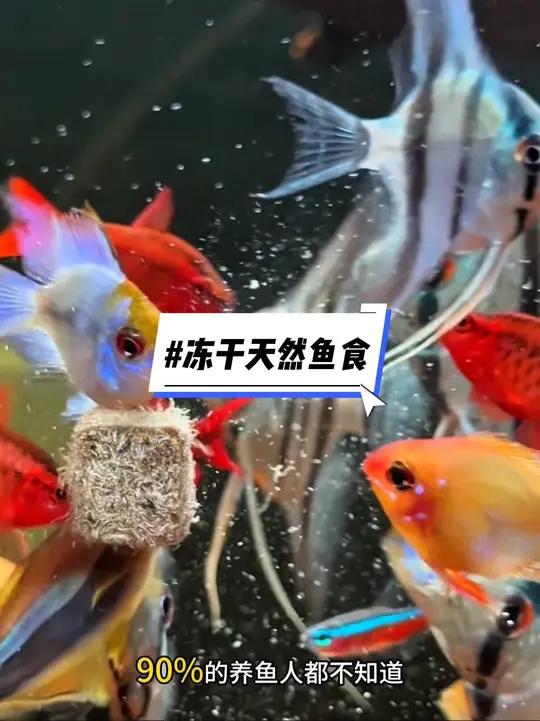 冻干天然鱼食 天然冻干鱼食、红线虫和丰年虾适口性好、无需冷藏营养全面更适合小鱼～现在还有买