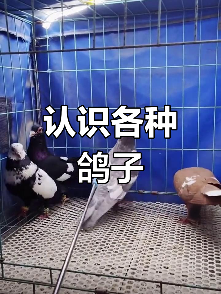 66种观赏鸽品种解析