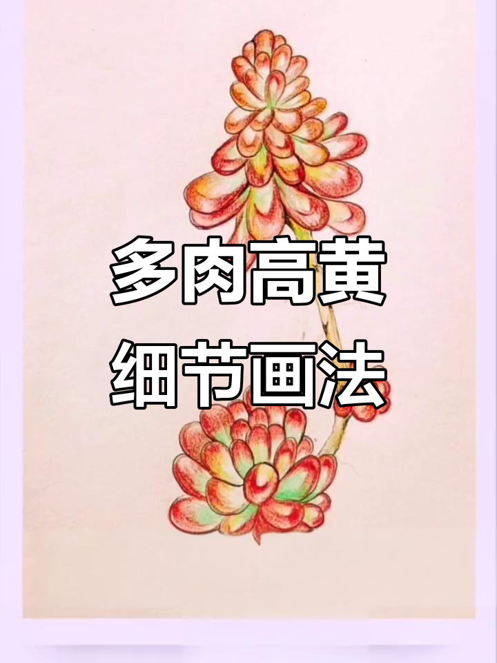 高黄多肉细节绘制技巧,轻松掌握花瓣与暗部处理