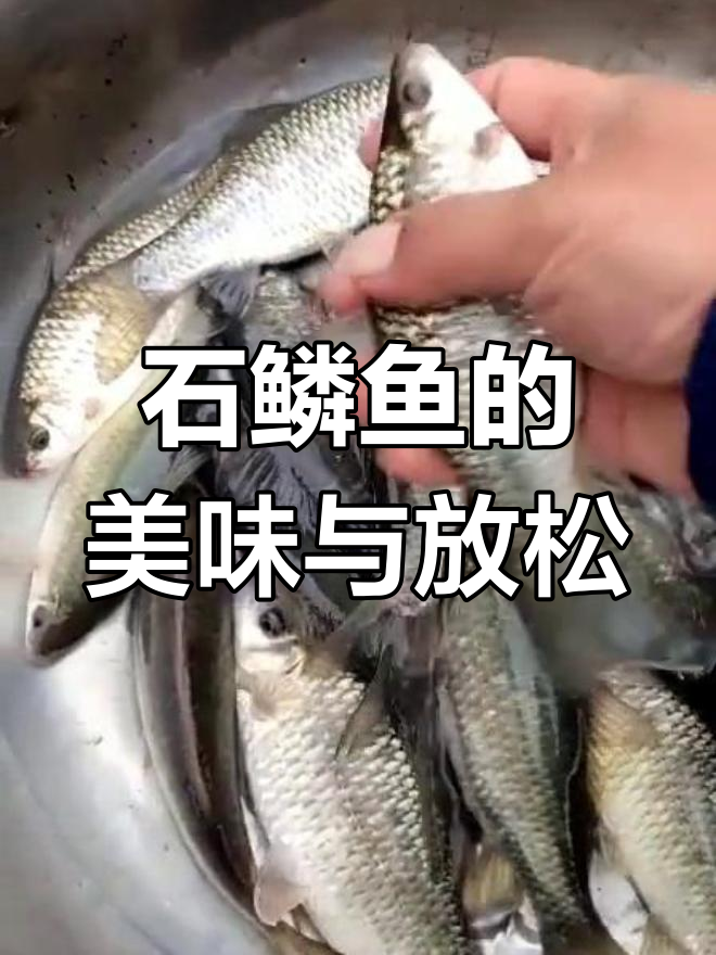 贵州石鳞鱼:鲜美小肥鱼的钓鱼乐趣