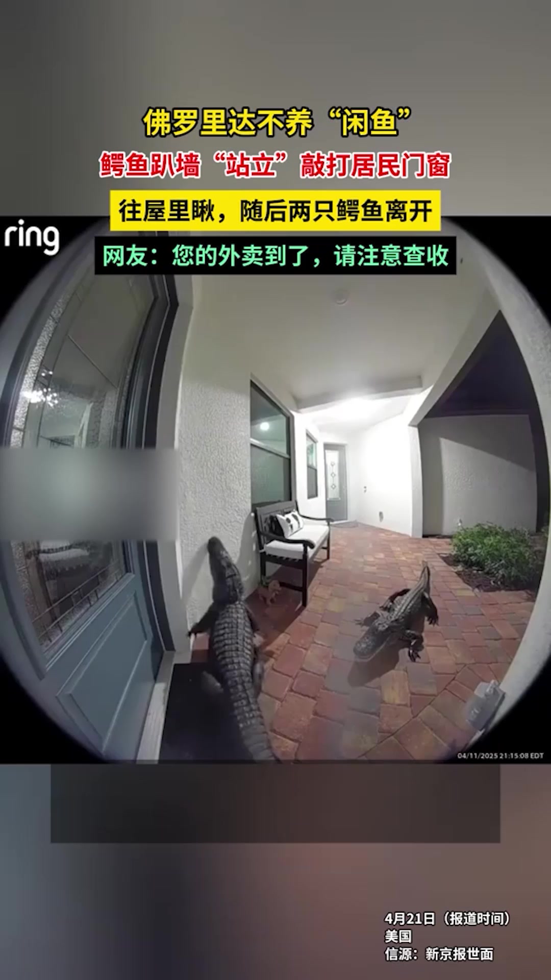 佛罗里达不养“闲鱼”,佛罗里达两条鳄鱼趴墙上“站立”,敲打居民门窗